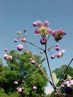 Farm Flowers, Flower Farm, Trees And Shrubs, Flower Power, Mist, Grapes, Lavender