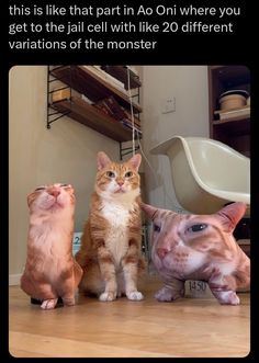 three cats standing next to each other on the floor