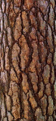 the bark of an old tree is brown