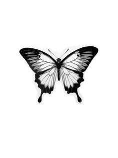 a black and white butterfly on a white background