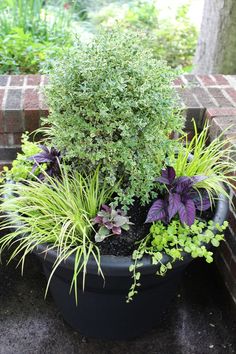 a potted planter filled with different types of plants