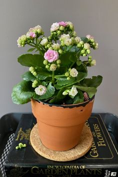 a small potted plant sitting on top of a black tray next to a book