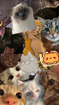 a collage of cats with different faces and pictures on them, including one cat's head