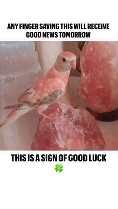 a bird sitting on top of a rock next to some pink rocks with words above it