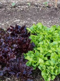 lettuce and leafy greens growing in the garden