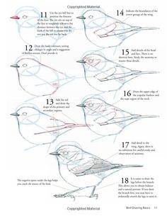 how to draw birds step by step