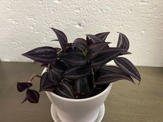 a potted plant sitting on top of a wooden table