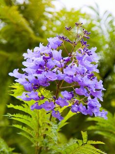 🌸 Blue Jacaranda (Jacaranda mimosifolia) 🌸 Bring a touch of elegance and vibrant color to your outdoor space with our gorgeous Blue Jacaranda seedlings! This fast-growing, deciduous tree is known for its stunning display of lavender-blue flowers, adding a magical touch to any garden or landscape. Why Choose Blue Jacaranda? Striking clusters of purple-blue blooms in spring and early summer Attractive, fern-like foliage that adds beauty year-round Grows quickly to provide shade and beauty Perfec Mimosa Tree, Tropical Tree, Soil Ph