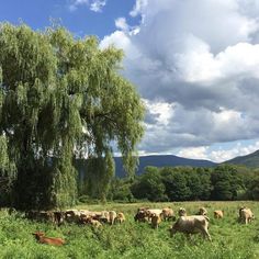 a herd of cattle grazing in a field under a willow tree on a cloudy day