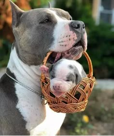 two puppies are in a basket on the ground, one has it's mouth open