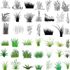 the various plants and grass are drawn in black and white ink on a white background