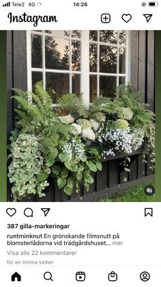 an instagram page with plants and flowers in the window sill on top of it