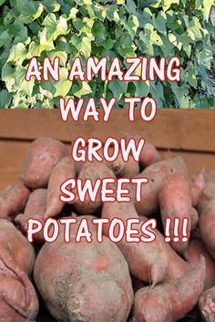 an amazing way to grow sweet potatoes is by using them in the garden or on the patio