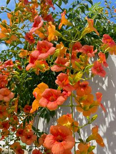 orange and yellow flowers growing on the side of a white building with blue sky in background