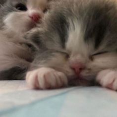 two kittens are cuddling together on the bed