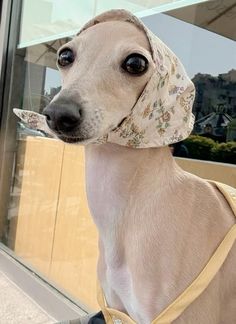 a dog with a bandana on its head is looking out the window at something