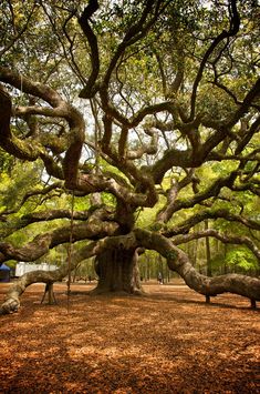 a large tree with many branches hanging from it's sides in the middle of a park