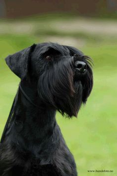 a black dog sitting on top of a lush green field