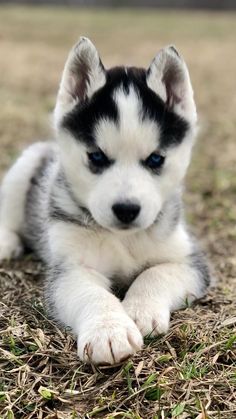 a black and white puppy laying on the ground