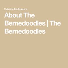 About The Bernedoodles | The Bernedoodles