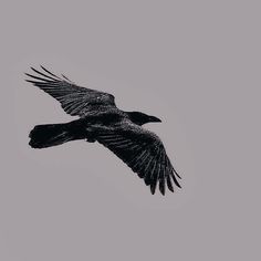 a black bird flying in the sky on a cloudy day