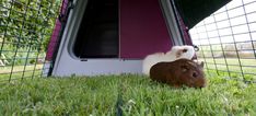 a small rabbit sitting in the grass next to a purple and white bunny hutch