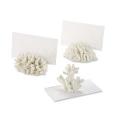 three white corals are on display with cards