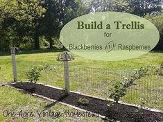 a fenced in area with plants growing on it and the words build a trellis for blackberries at raspberries