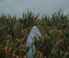 a blue surfboard sitting in the middle of a corn field