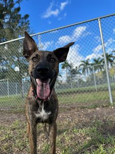 a dog standing in front of a chain link fence with its mouth open and tongue hanging out