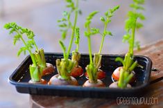 small trays filled with vegetables sitting on top of a wooden table