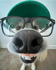 a dog wearing glasses and a green hat with its nose hanging out to the side