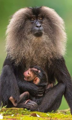 a baby monkey sitting on top of an adult monkey