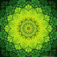 the top view of a green flower with leaves on it's petals, as seen from above