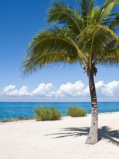 a palm tree on the beach with blue water in the background