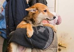 a person holding a dog in their arms with clothes hanging on the wall behind them