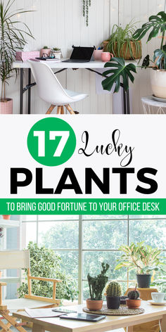 the top ten plants to bring good fortune in your office desk