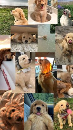 there are many different pictures of dogs together