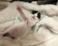 a kitten is laying on its back in a blanket