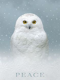 White snow owl, blue background Leanin Tree Christmas Cards, Snow Owls, Glitter Christmas Cards, Holiday Greeting Card Design, Valentine Notes, Merry Christmas Cards, Christmas Main, Christmas Note Cards, Snow Sculptures