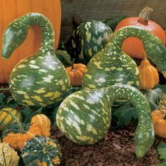 pumpkins and gourds are arranged on the ground