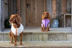 two dogs wearing sweaters sitting on steps