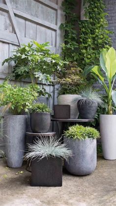 a bunch of potted plants sitting next to each other