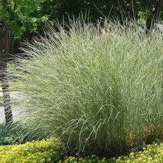 some very pretty grass in the middle of a flower bed with yellow and green flowers