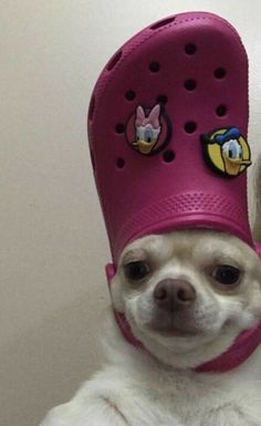 a dog wearing a pink crocs hat with cartoon characters on it's head