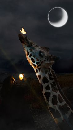 a giraffe reaching up to reach the moon