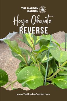 a close up of a plant with text overlay that reads the harden garden hoya oahuataa reverse