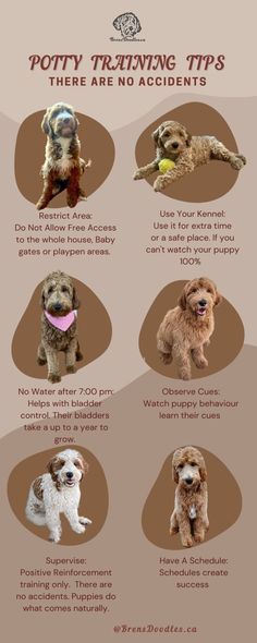 potty training tips there are no accidents Puppy Checklist, Puppy Room, Mom Things, Puppies Tips, Dog Mommy, Dog Behavior Problems