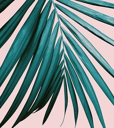 green palm leaves against a pink background