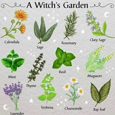 a bunch of different types of herbs on a white background with the words witch's garden